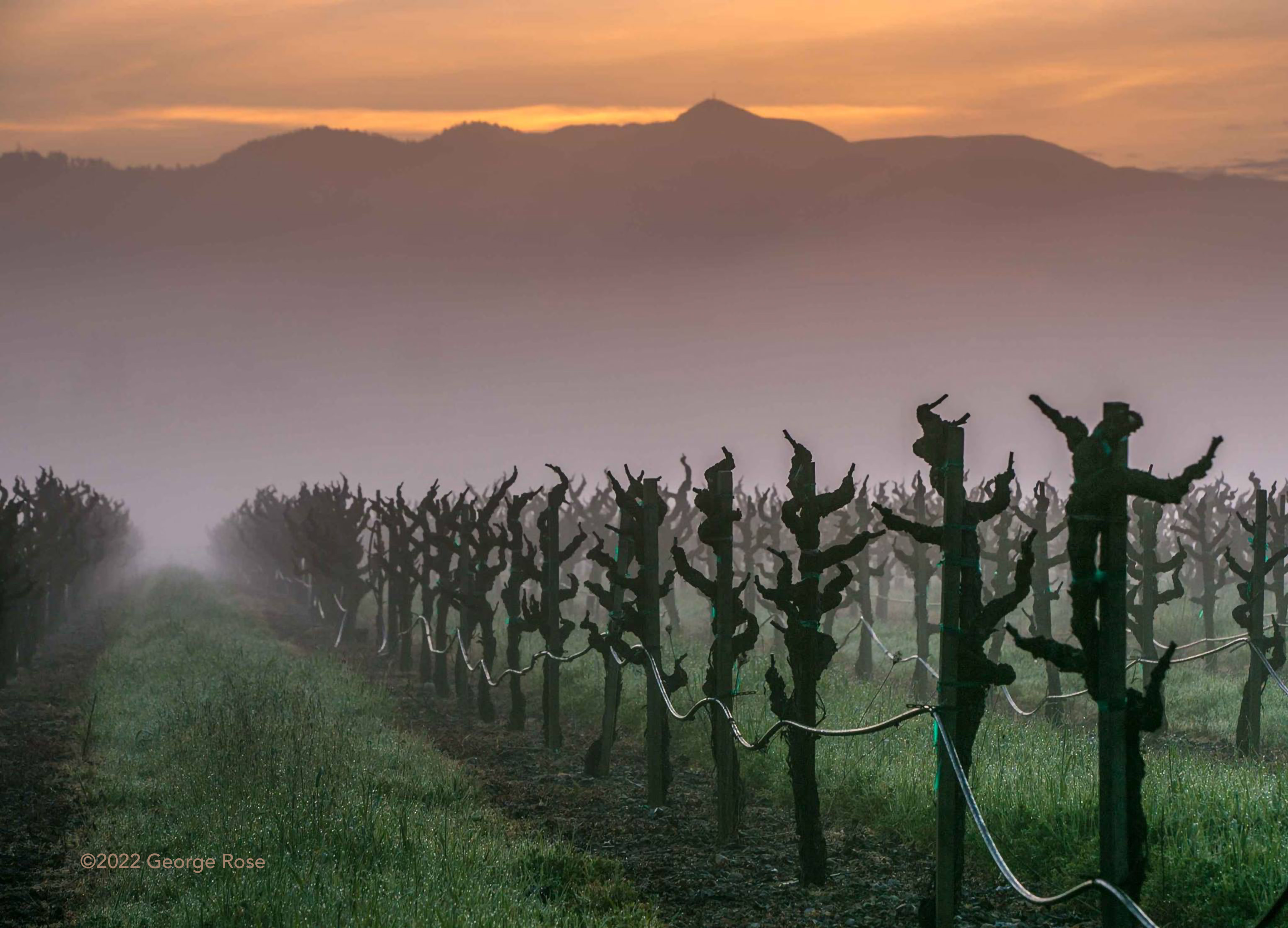 Vinography Images Winter Zinfandel Vinography