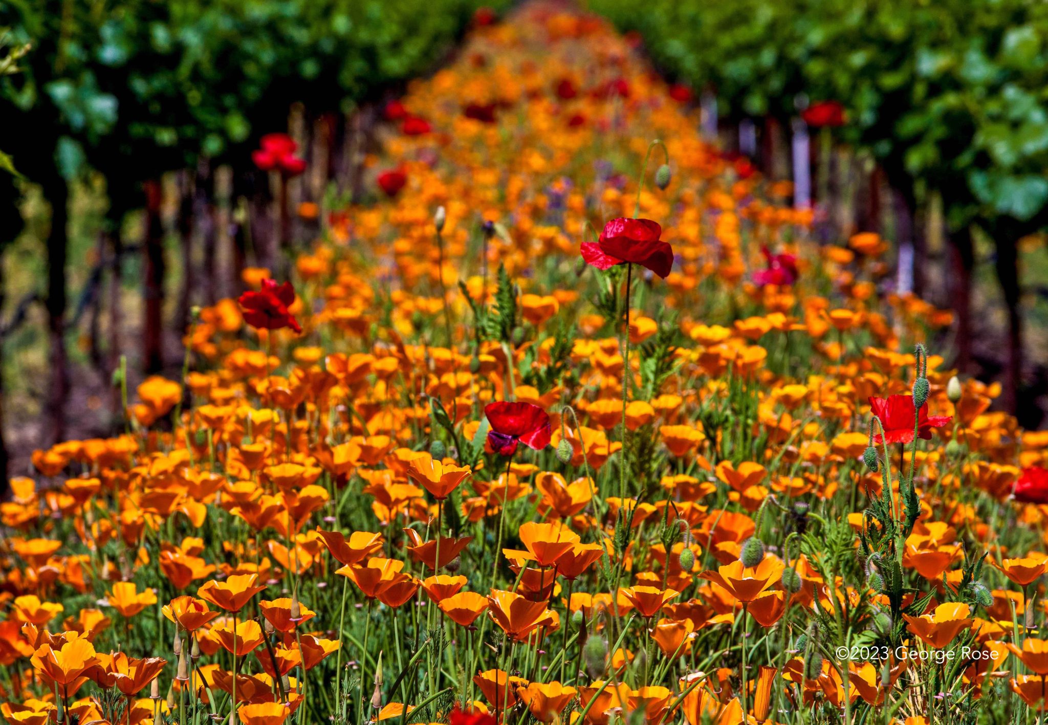 Vinography Images The Valley Blooms Vinography