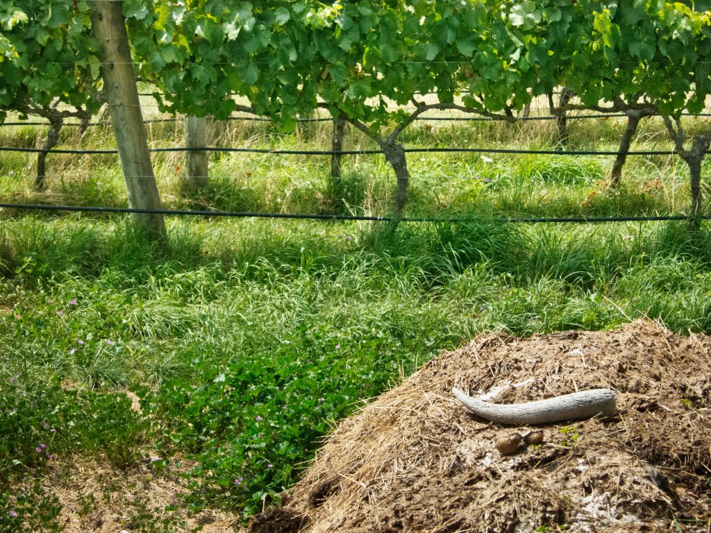 Oregon Biodynamics Centennial Tasting: June 8, 2024, McMinnville, OR