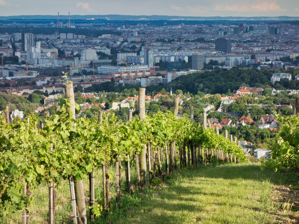 Vinography Images: City of Vines : Vinography, image size:1024x768