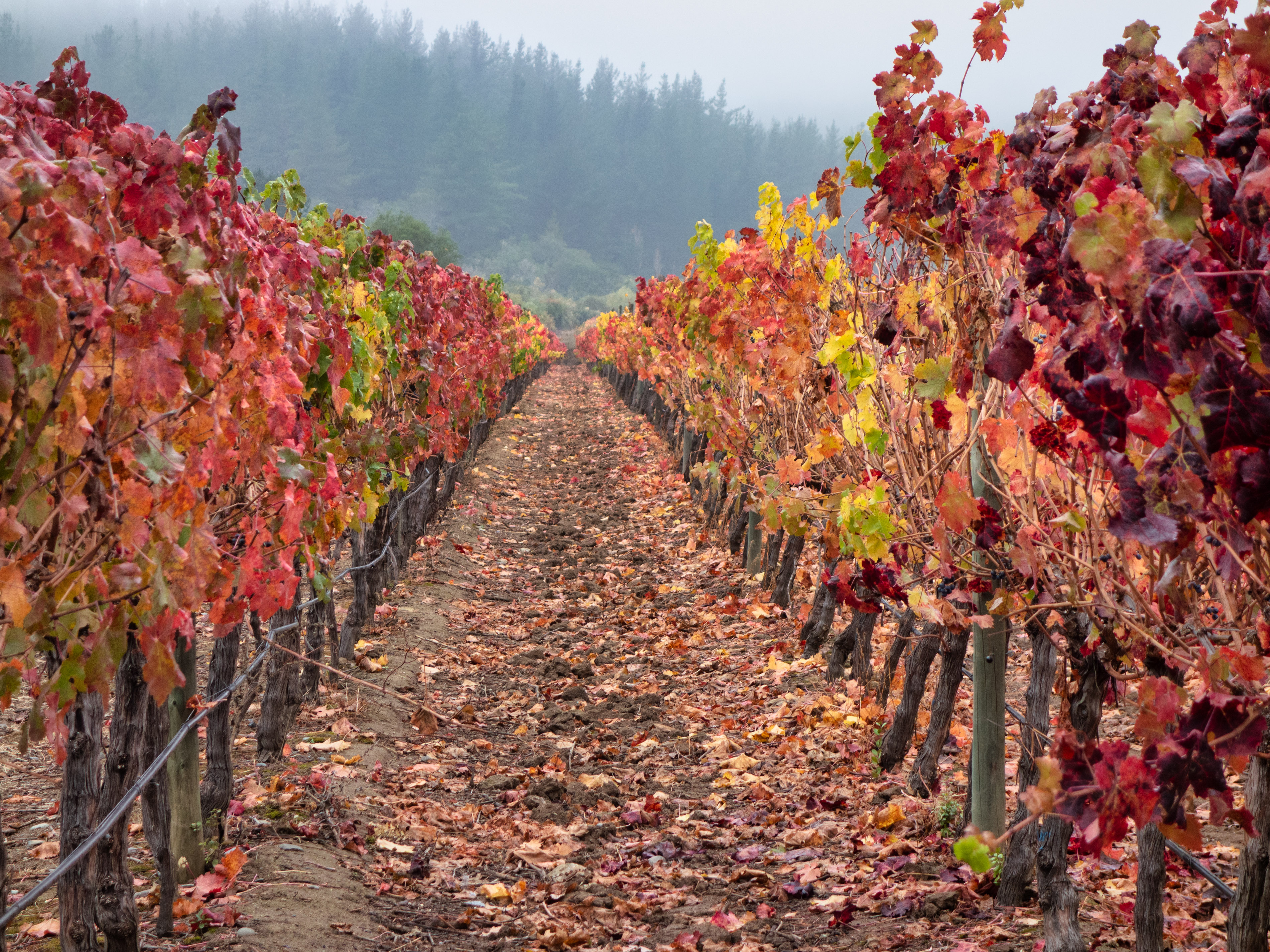 Vinography Images: Autumn Rows : Vinography, image size:3800x2850