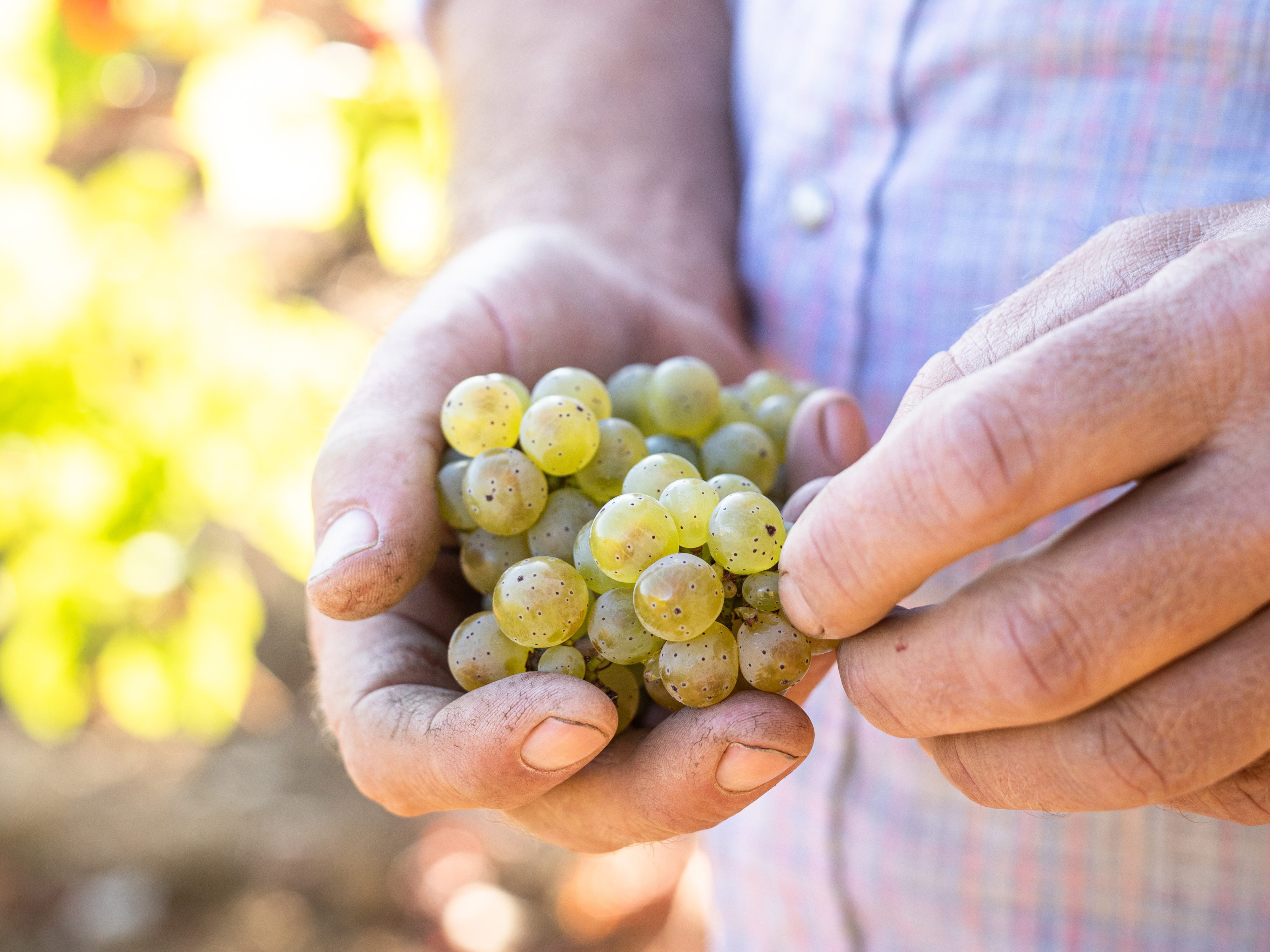 California Riesling: Improved and Ignored