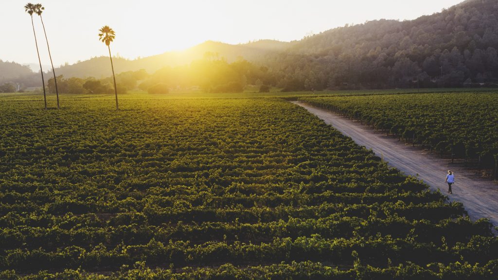 Napa Merlot’s Identity Crisis