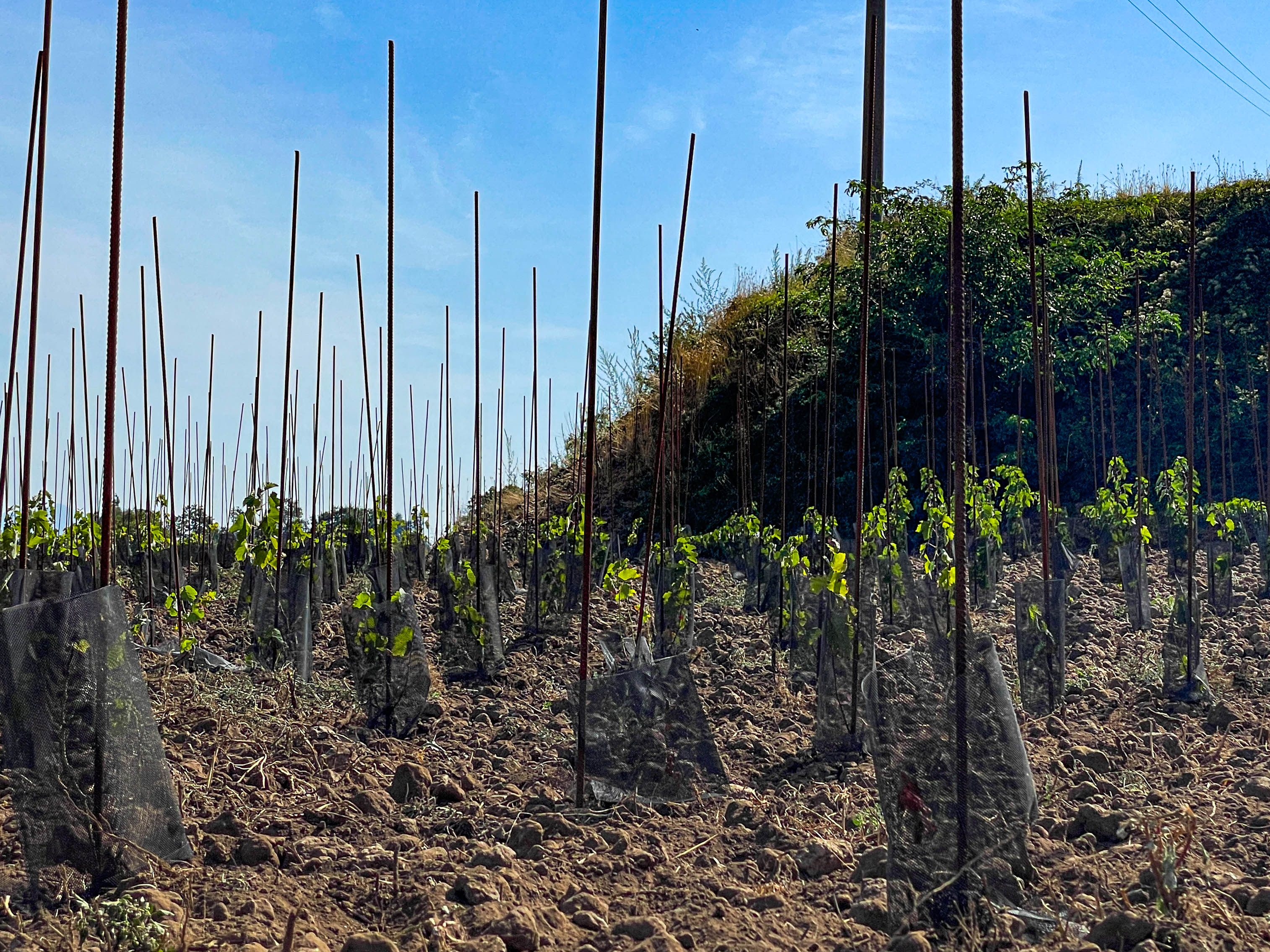 Vinography Images: Steel Forest