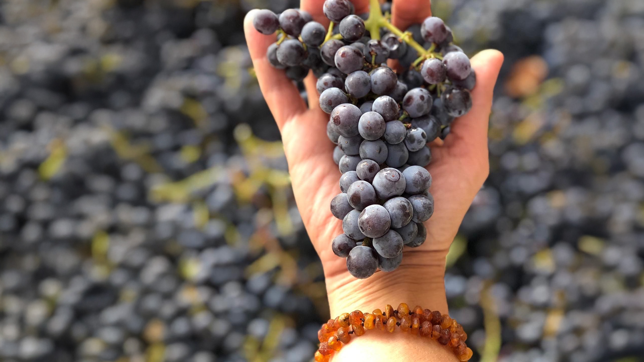 California Grenache Embraces Its Yin