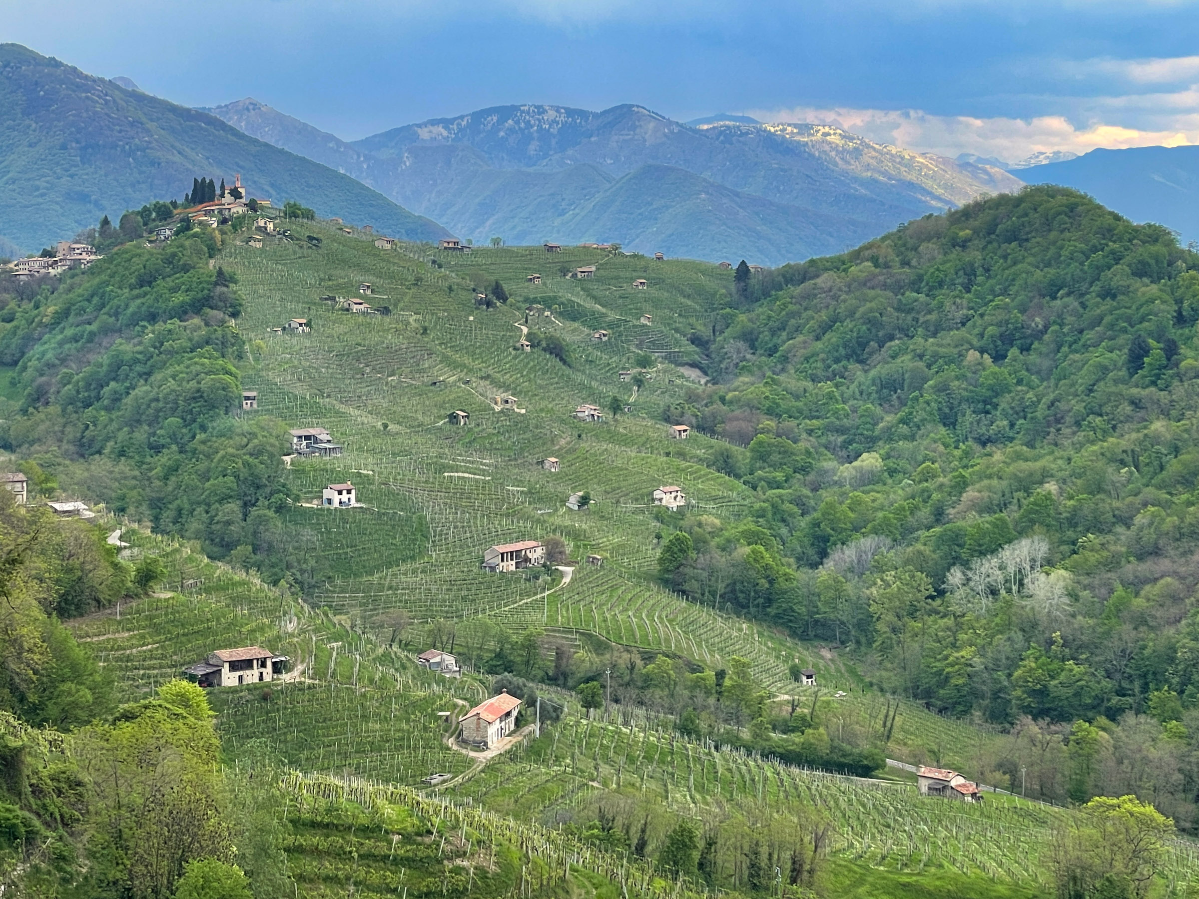 Vinography Images: The Hillside