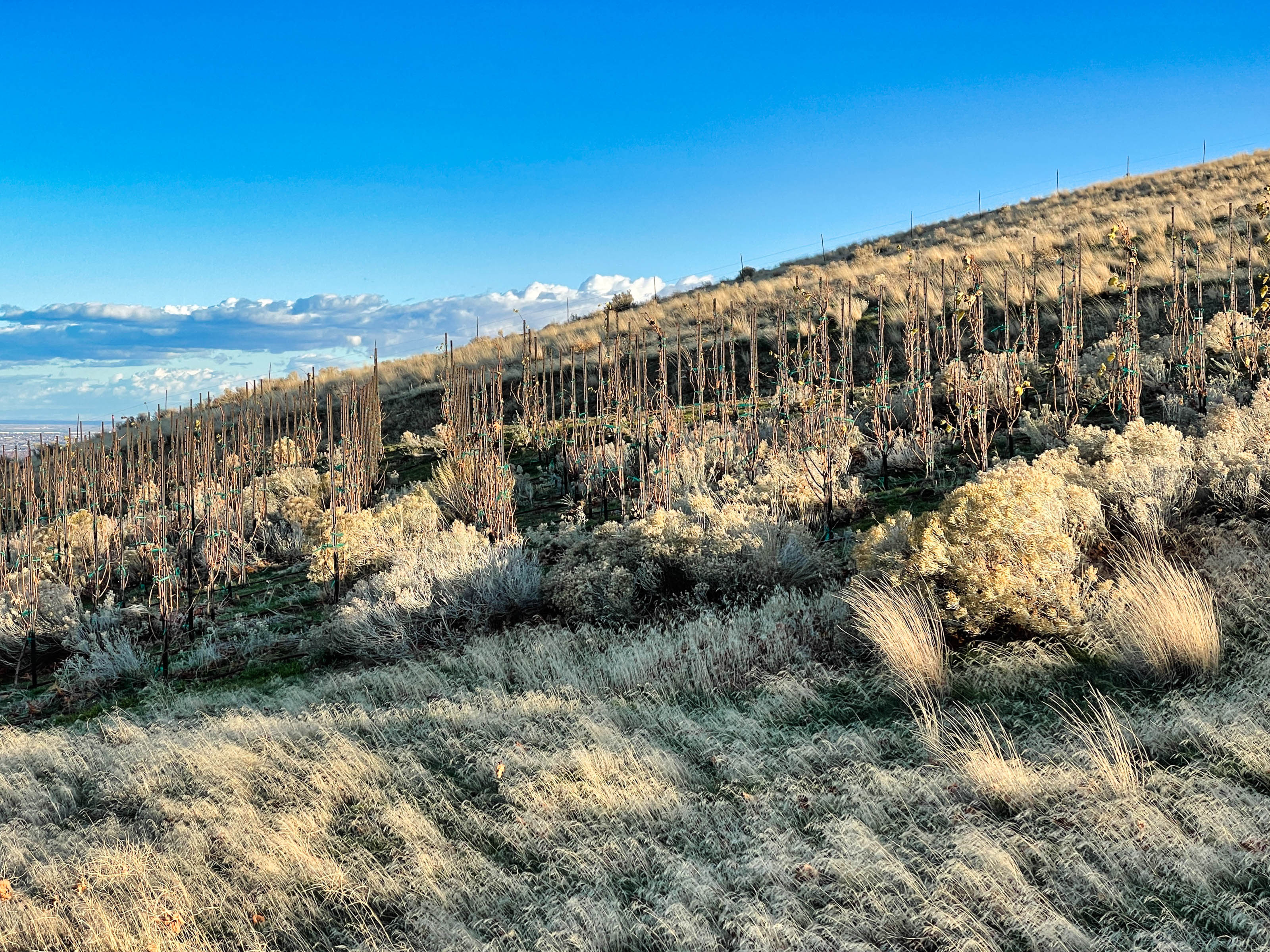 Vinography Images: Sage Vines
