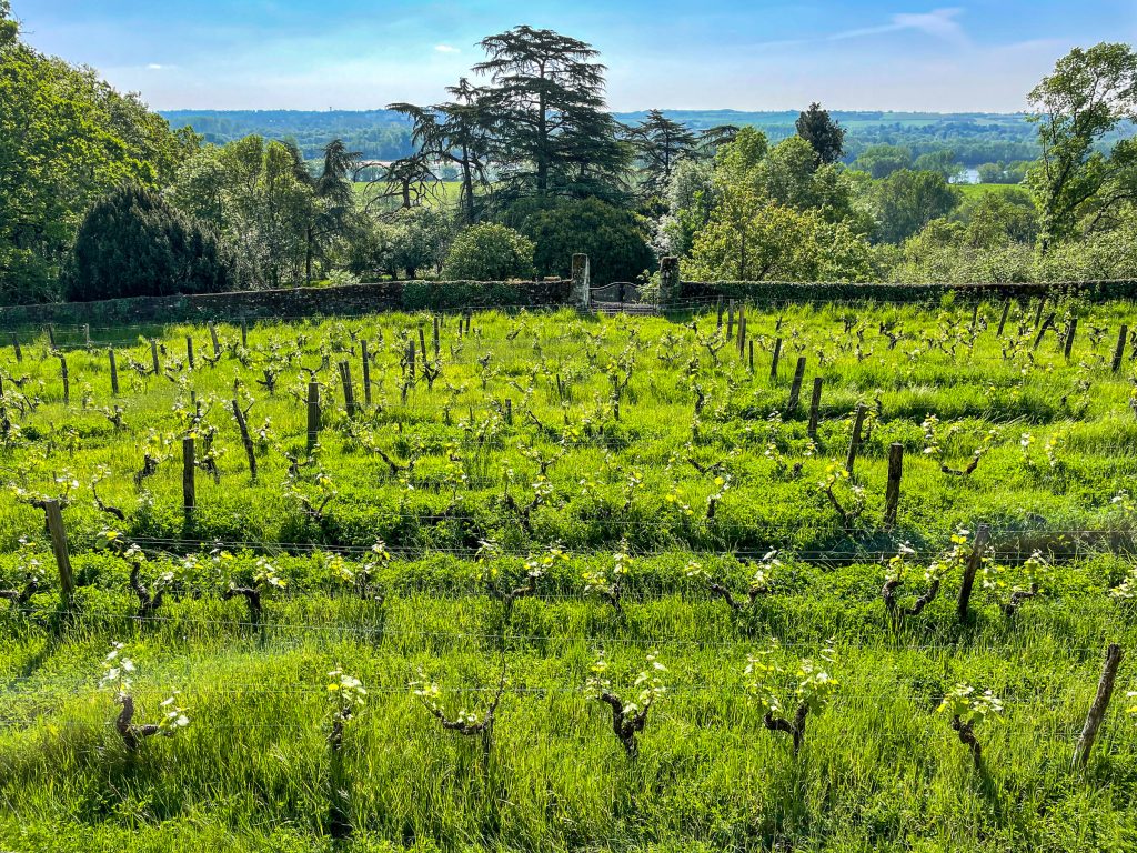 Vinography Images: Gloriously Green