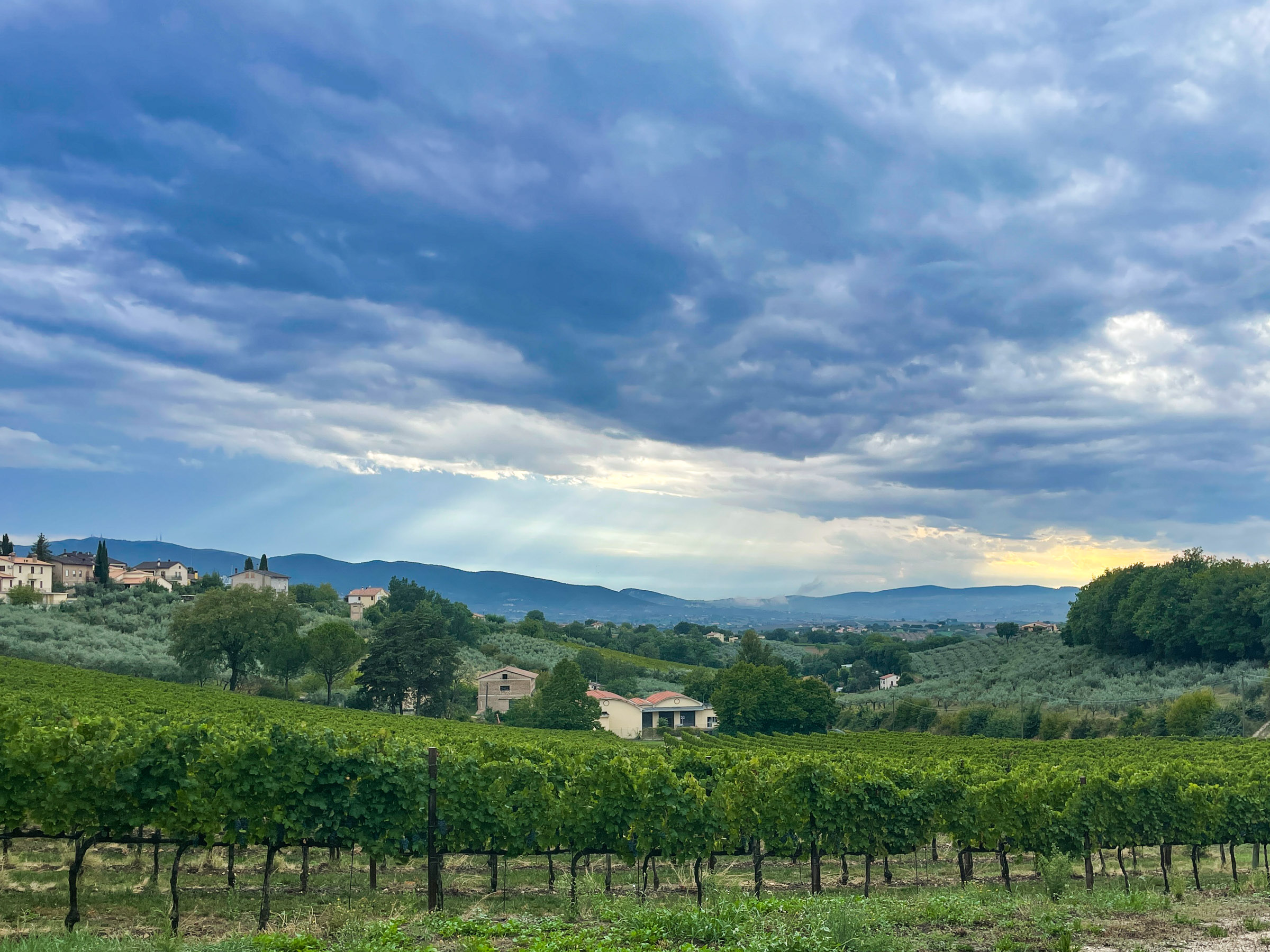 Vinography Images: Sagrantino Skies