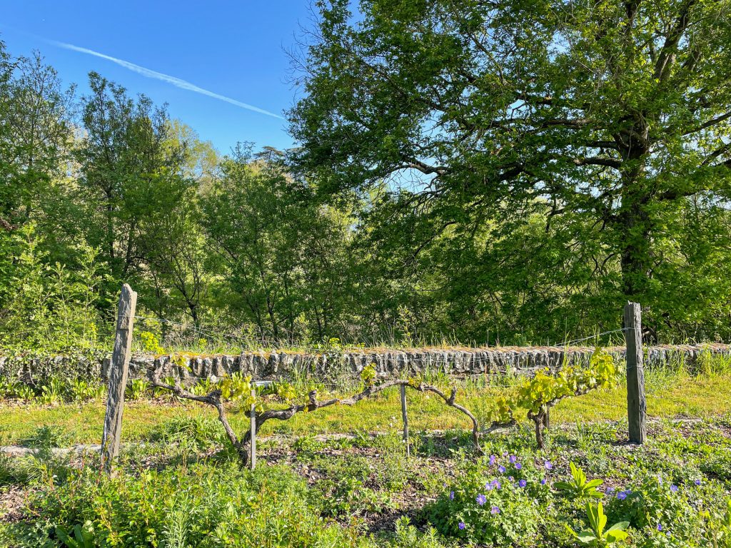 Vinography Images: Spare Vines