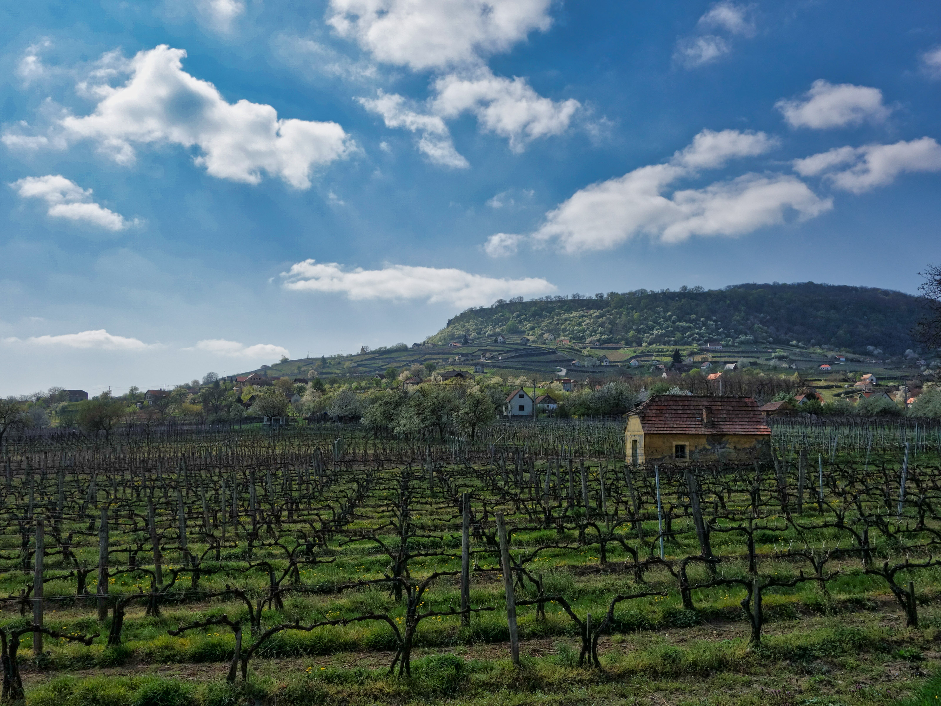 Vinography Images: Somló Spring
