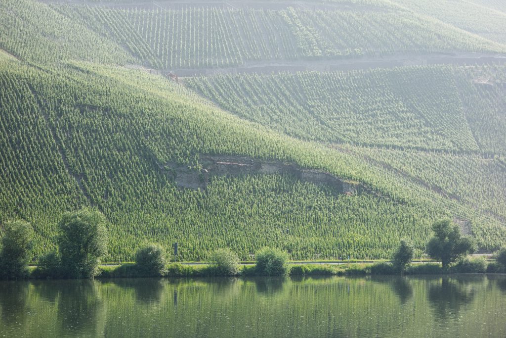 Vinography Images: Fog of Riesling