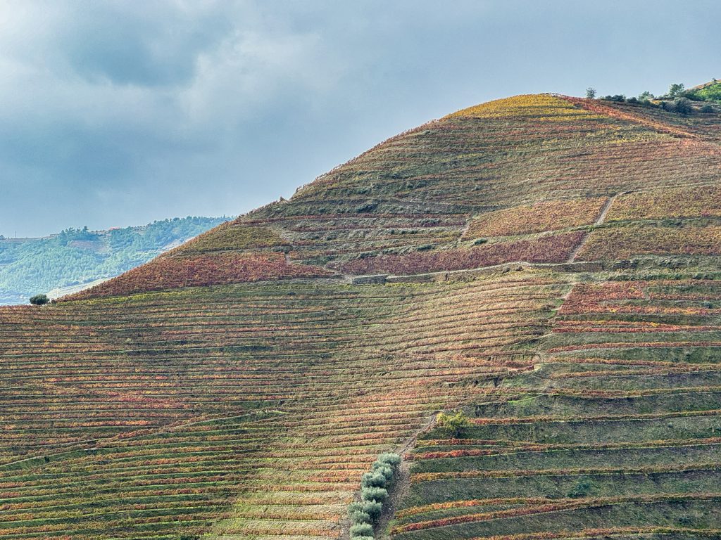 Vinography Images: The Color of Terraces